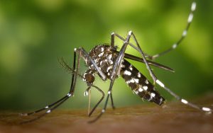 5 Things to Help Prevent Mosquitoes Around Your Yard - Mosquito Tek of NOVA